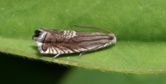 Grapholita delineana