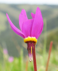 Primula poetica
