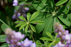 Grapholita delineana