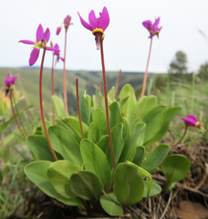 Primula poetica
