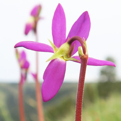 Primula poetica