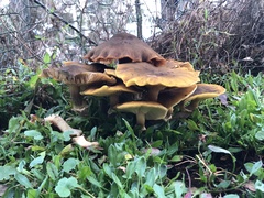 Armillaria luteobubalina