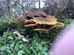 Armillaria luteobubalina