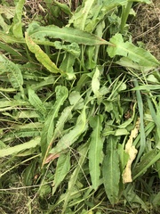 Rumex dumosus