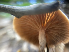Agaricales