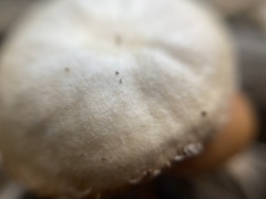 Agaricales