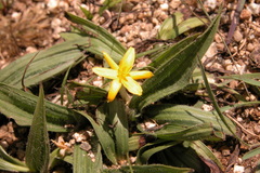 Curculigo orchioides