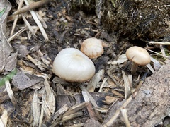 Agaricales