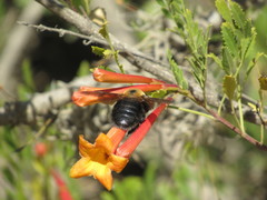 Xylocopa rufidorsum