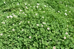 Trifolium repens
