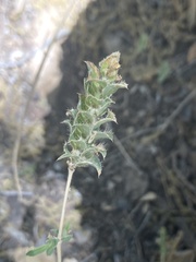 Tetramerium nervosum