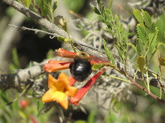 Xylocopa rufidorsum