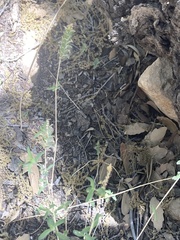 Tetramerium nervosum