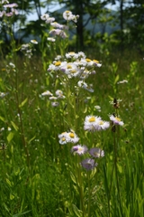 Erigeron philadelphicus
