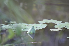 Nymphaea jamesoniana