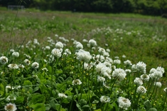 Trifolium repens