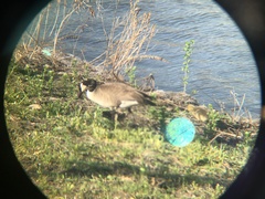 Branta canadensis