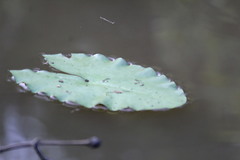 Nymphaea jamesoniana
