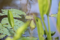 Nymphaea jamesoniana