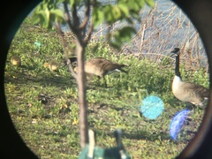 Branta canadensis