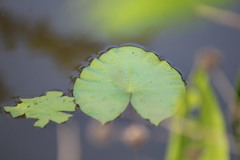 Nymphaea jamesoniana
