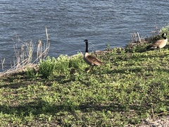 Branta canadensis