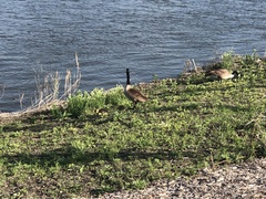 Branta canadensis