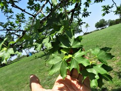 Acer grandidentatum