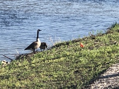Branta canadensis