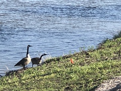 Branta canadensis