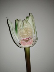 Nymphaea jamesoniana