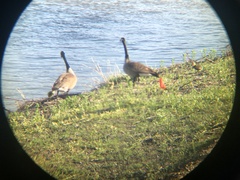 Branta canadensis
