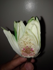 Nymphaea jamesoniana