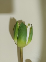 Nymphaea jamesoniana