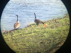 Branta canadensis