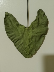 Nymphaea jamesoniana