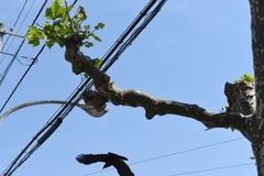 Corvus macrorhynchos