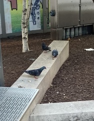 Columba livia domestica