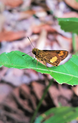 Oriens paragola