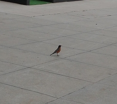 Turdus migratorius