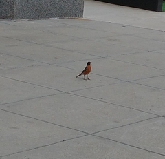 Turdus migratorius