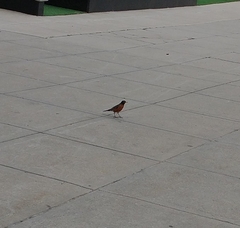 Turdus migratorius