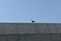 Larus schistisagus
