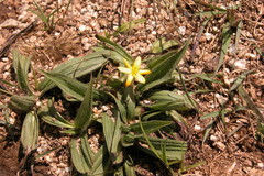 Curculigo orchioides