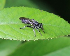 Laphria canis