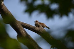 Passer montanus