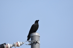 Corvus macrorhynchos