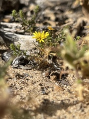 Lessingia pectinata pectinata