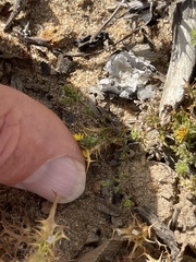 Lessingia pectinata pectinata