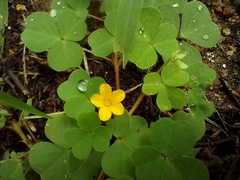 Oxalis glaucescens